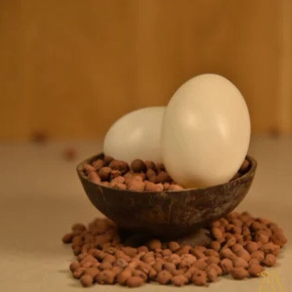 Duck Egg  (Pack of 6 )