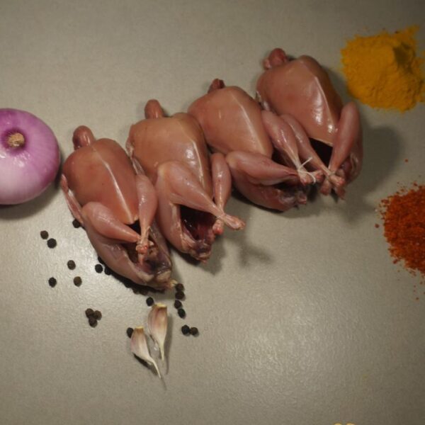 Japanese Quails  ( Pack of 5 pcs)