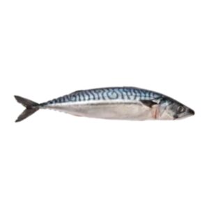 Mackerel (Whole)