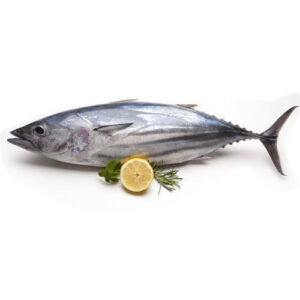 Tuna Fish