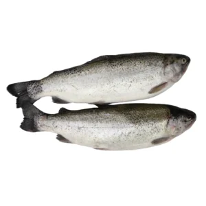 Himalayan Trouts