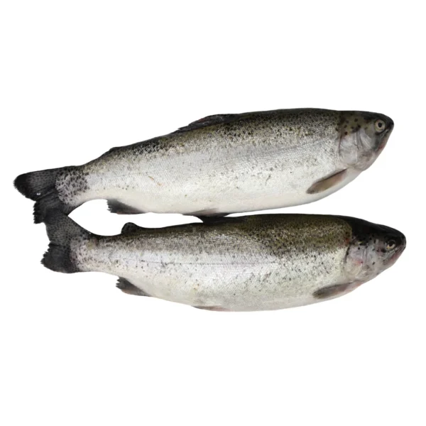 Himalayan Trouts